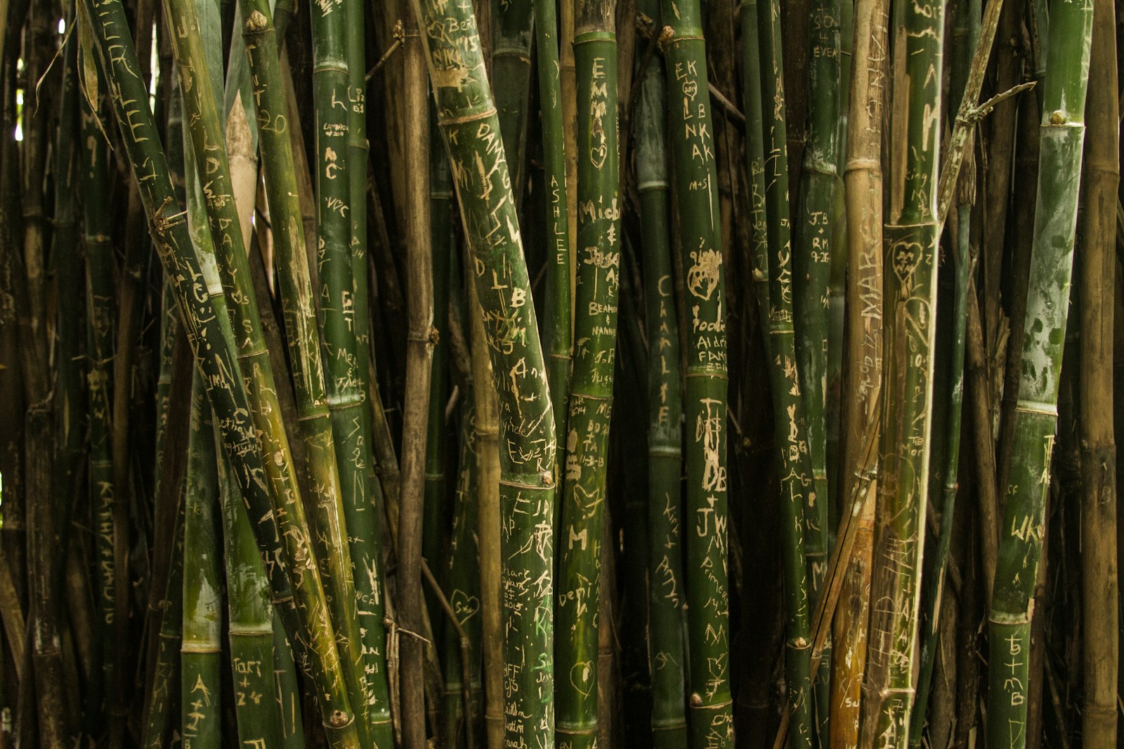 closeup photo of green bamboo sticks